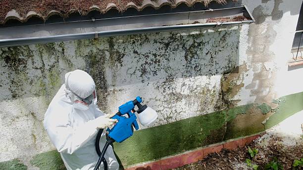 Top rated local Attic Mold Remediation specialists in Panama City, FL
